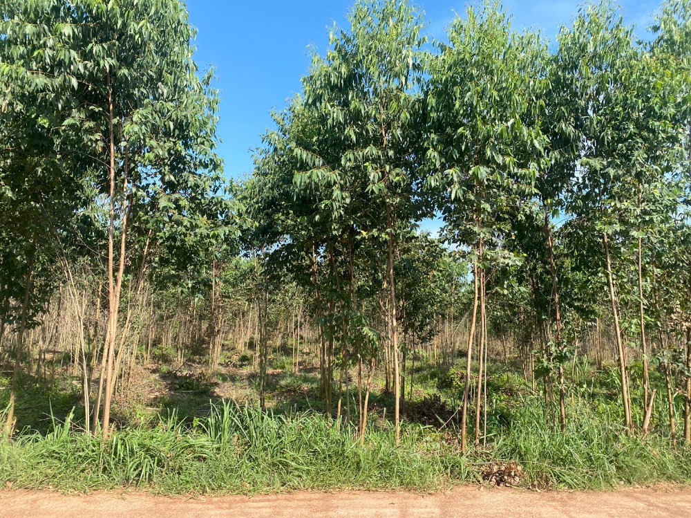 ที่ดิน กบินทร์บุรี / 120 ไร่ (ขาย), Land Kabin Buri / 192,000 Square Metre (FOR SALE) COF338