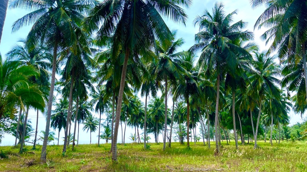 ที่ดินติดทะเล ต.บางสน อ.ปะทิว จ.ชุมพร / (ขาย), Land next to the sea, Bang Son Subdistrict, Pathio District, Chumphon Province / (SALE) DO391