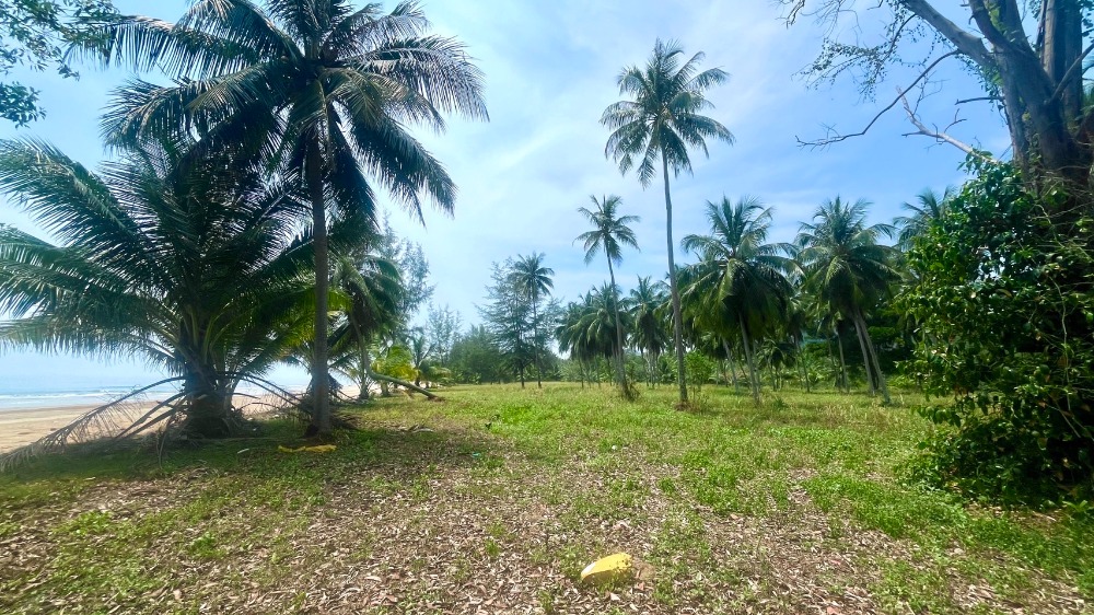 ที่ดินติดทะเล ต.บางสน อ.ปะทิว จ.ชุมพร / (ขาย), Land next to the sea, Bang Son Subdistrict, Pathio District, Chumphon Province / (SALE) DO391