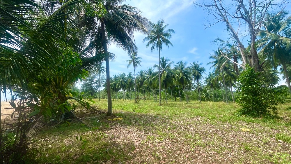 ที่ดินติดทะเล ต.บางสน อ.ปะทิว จ.ชุมพร / (ขาย), Land next to the sea, Bang Son Subdistrict, Pathio District, Chumphon Province / (SALE) DO391