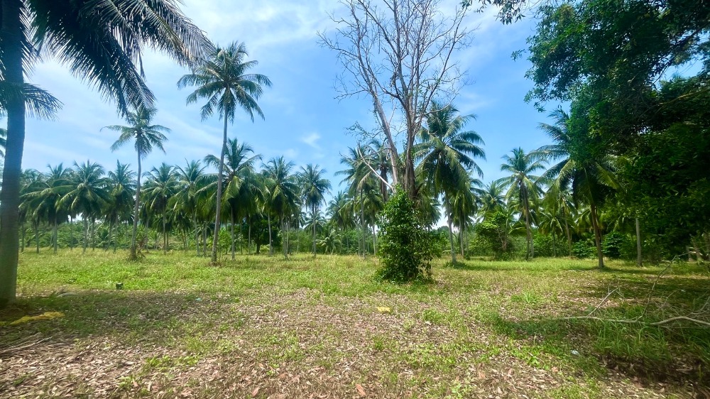 ที่ดินติดทะเล ต.บางสน อ.ปะทิว จ.ชุมพร / (ขาย), Land next to the sea, Bang Son Subdistrict, Pathio District, Chumphon Province / (SALE) DO391