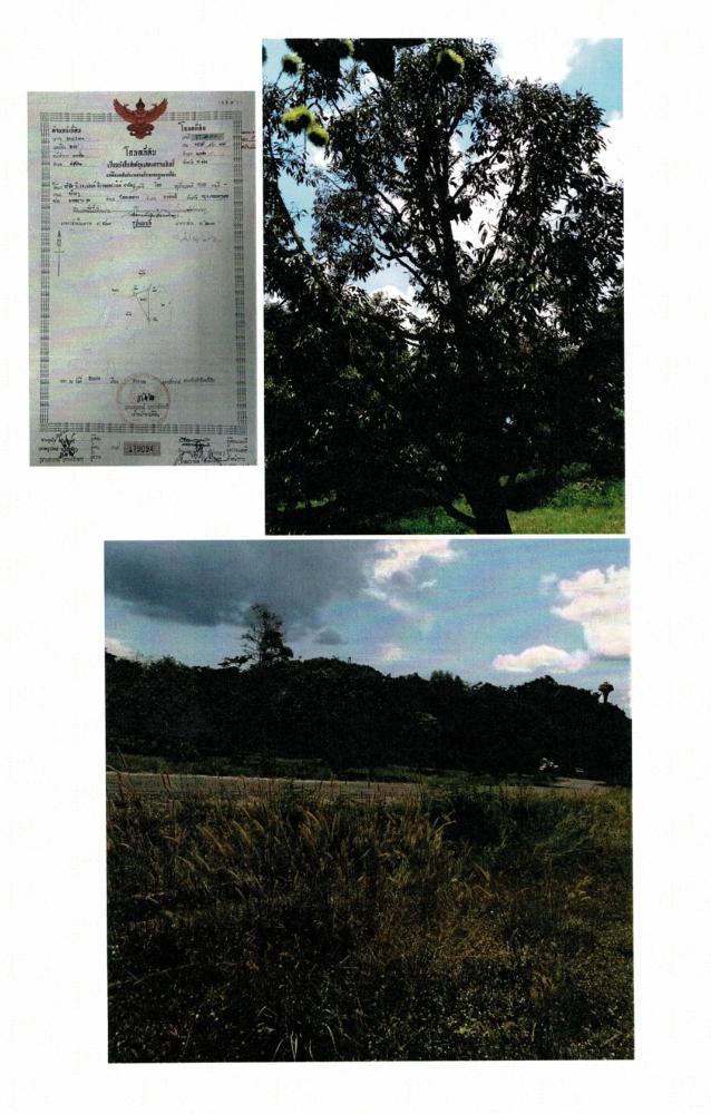 ที่ดินพร้อมโรงแรม อำเภอแกลง ระยอง / 124 ไร่ 1 งาน 4.2 ตารางวา (ขาย), Land with Hotel Klaeng District Rayong / 124 Rai 1 Ngan 4.2 Square Wa (FOR SALE) NEWC038