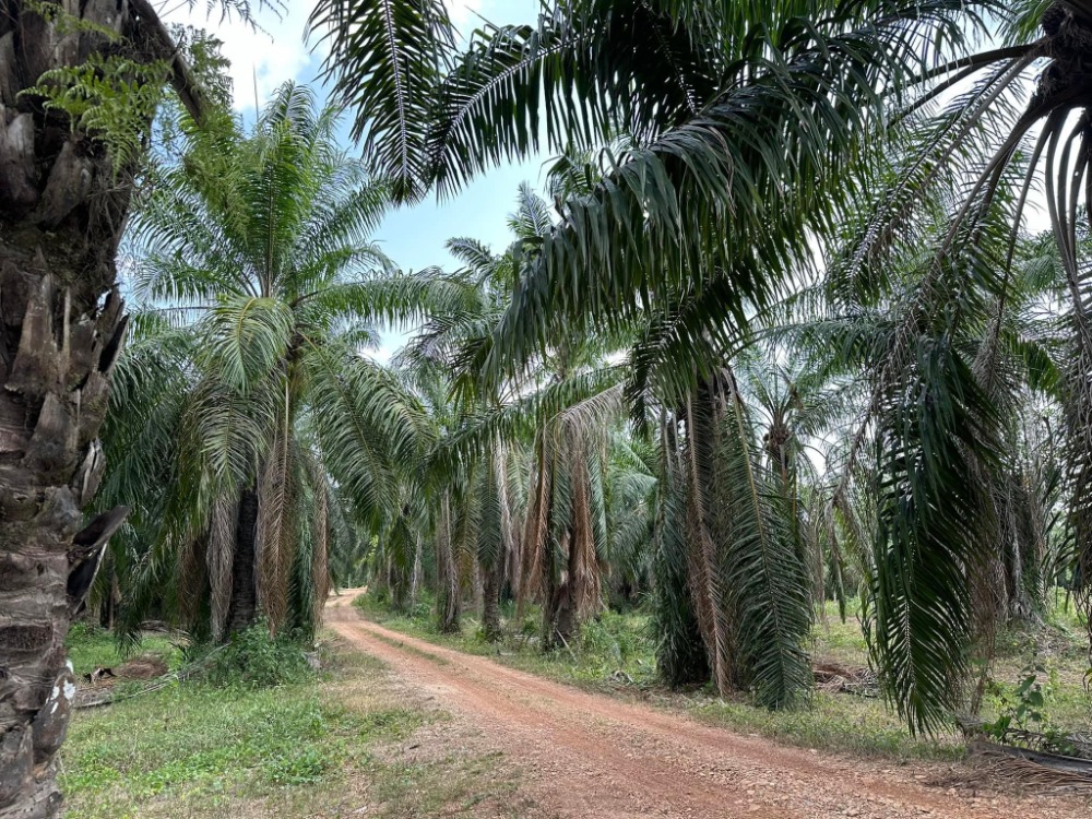 ที่ดิน สวนยาง กับสวนปาล์ม อ.วังจันทร์ / 60 ไร่ (ขาย), Land Rubber & Palm Plantation, Wang Chan District / 60 Rai (FOR SALE) NEWC182