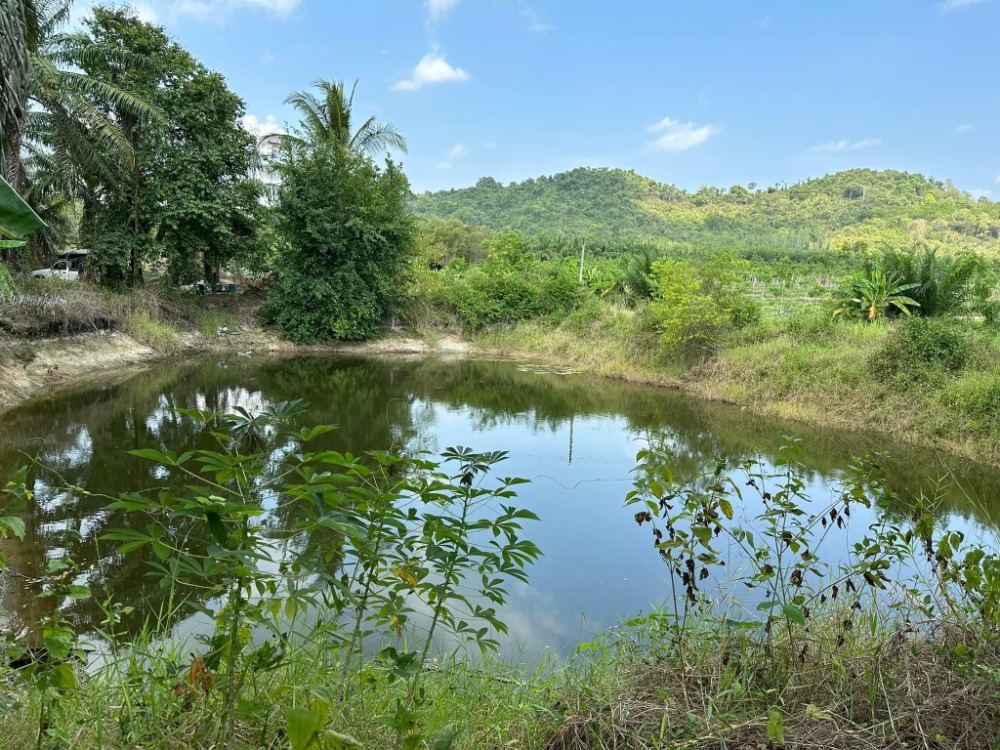 ที่ดิน สวนยาง กับสวนปาล์ม อ.วังจันทร์ / 60 ไร่ (ขาย), Land Rubber & Palm Plantation, Wang Chan District / 60 Rai (FOR SALE) NEWC182