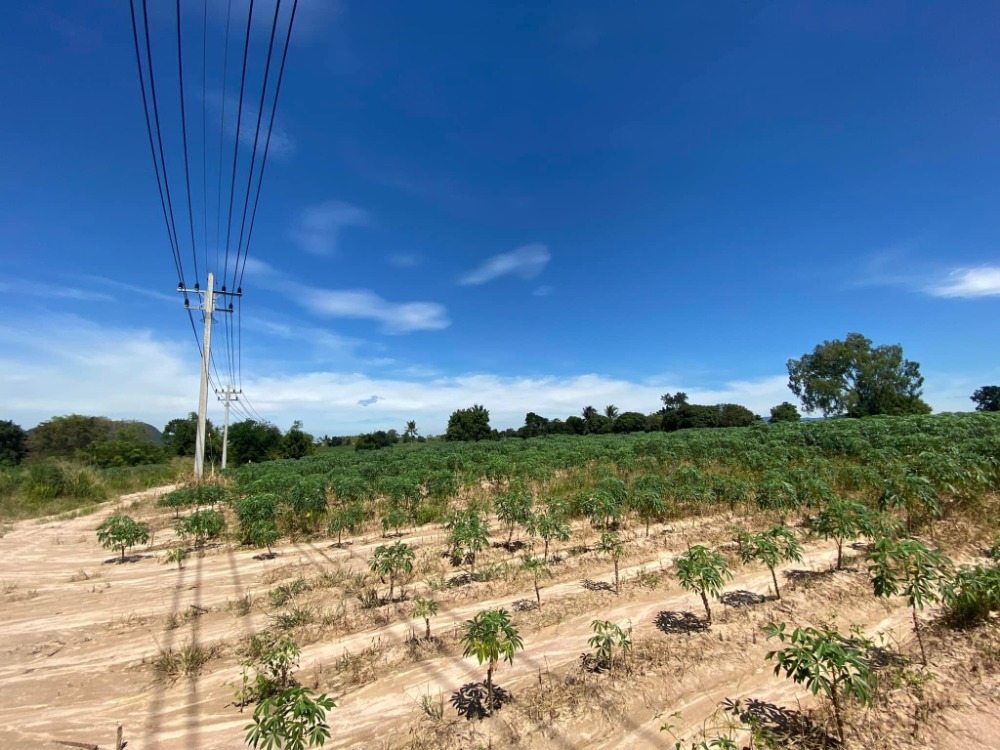 ที่ดิน บ่อวิน ศรีราชา / 24 ไร่ (ขาย), Land Bowin Sriracha / 24 Rai (FOR SALE) NEWC214