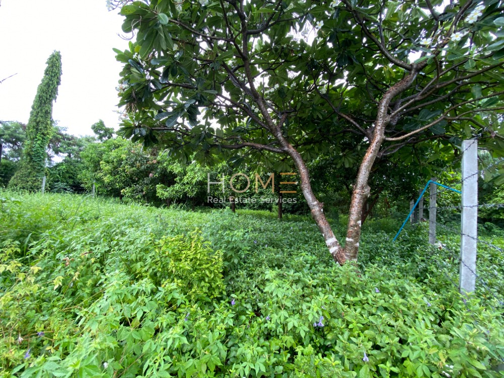 ที่ดิน ประชาชื่น 37 / (ขาย), Prachachuen Land 37 / (SALE) FAH124