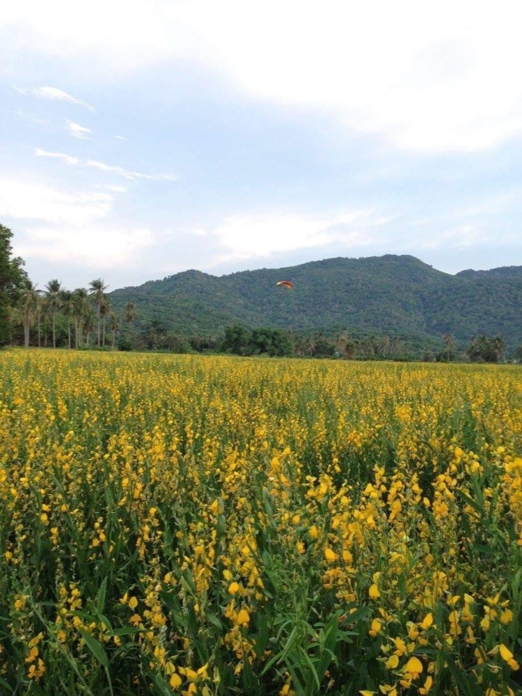 ที่ดิน หนองรี / (ขาย), Land Nong Ri / (SALE) AA017