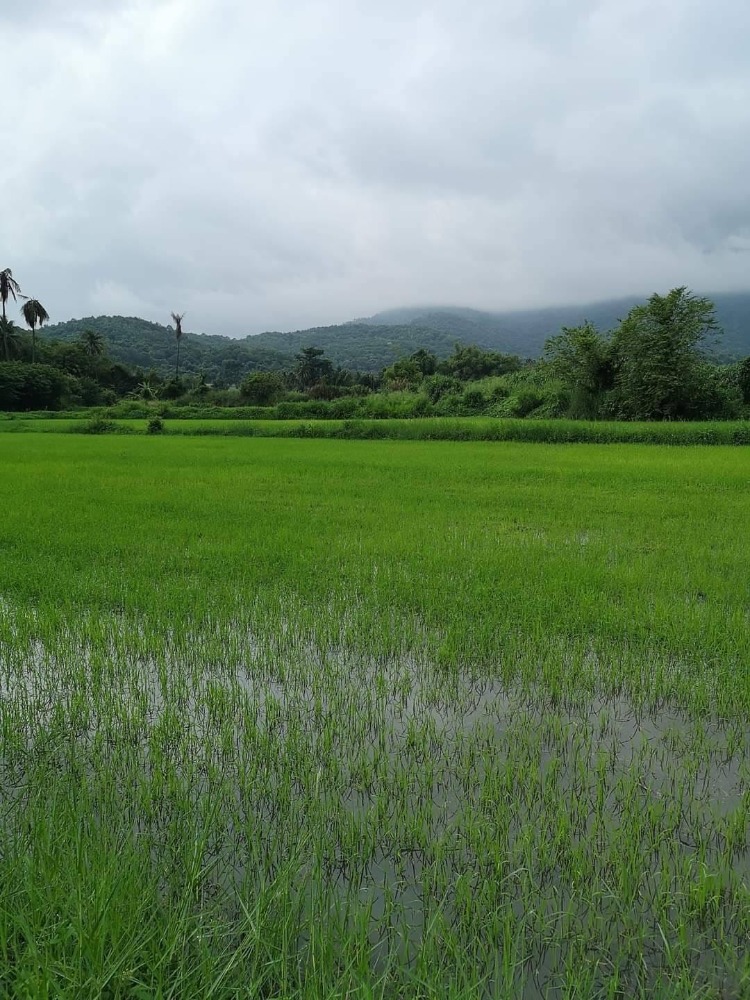 ที่ดิน หนองรี / (ขาย), Land Nong Ri / (SALE) AA017