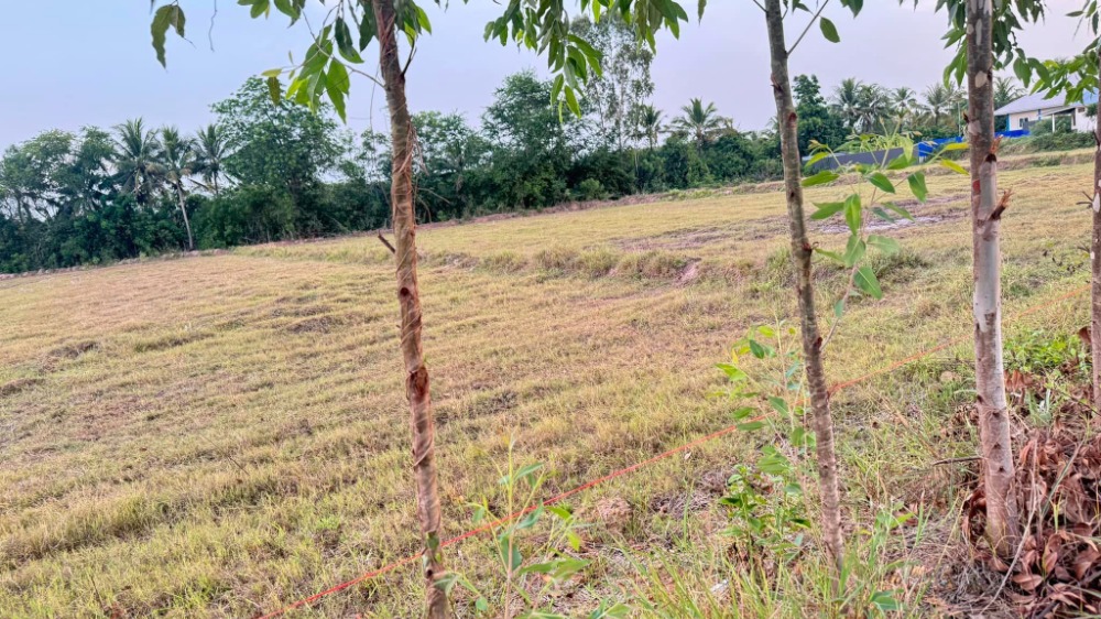 ที่ดิน หนองปรือ พนัสนิคม / (ขาย), Land Nong Prue Phanat Nikhom / (SALE) AA056