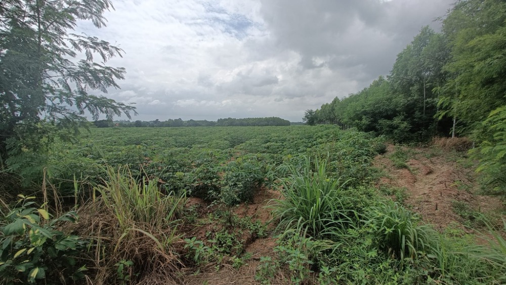 ที่ดิน เนินหิน พนัสนิคม / (ขาย), Land Noen Hin Phanat Nikhom / (SALE) AA059