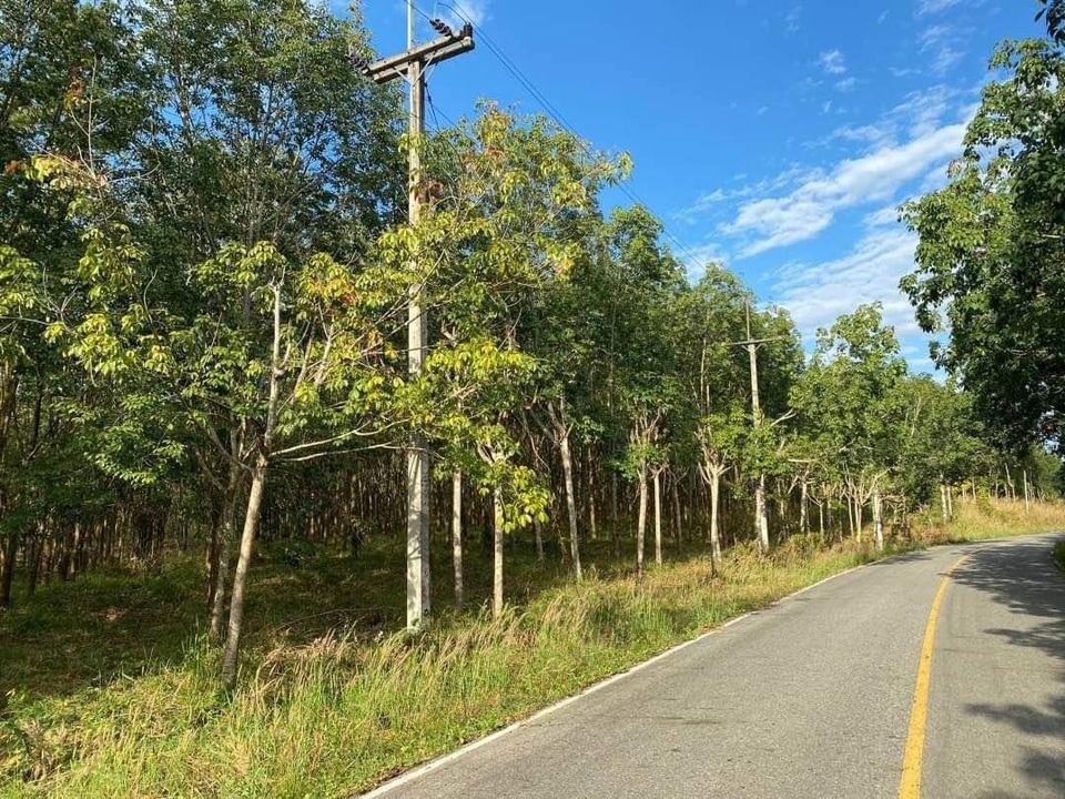 ที่ดิน เขาพริก บ่อทอง / (ขาย), Land Khao Phrik Bo Thong / (SALE) AA034