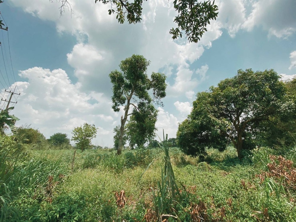 ที่ดิน หนองนาง พนัสนิคม / (ขาย), Land Monnang Phanat Nikhom / (SALE) AA077