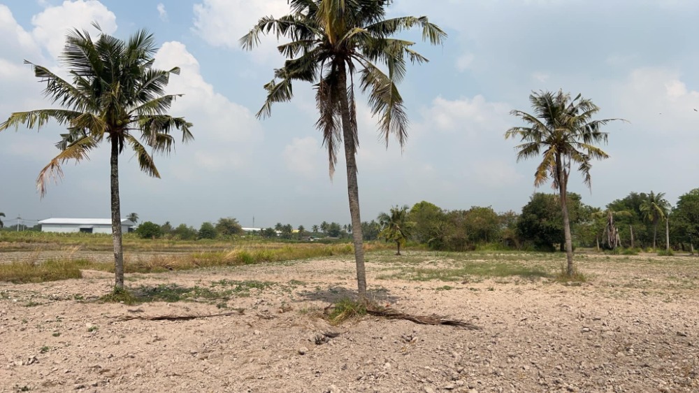 ที่ดิน ต.หนองบอนแดง อ.บ้านบึง / (ขาย), Land Nong Bon Daeng Ban Bung / (SALE) AA079