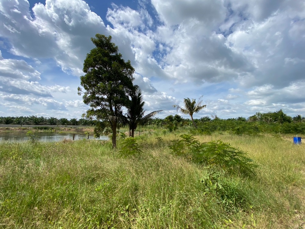 ที่ดิน หมอนนาง พนัสนิคม / (ขาย), Land Mon Nang Phanat Nikhom / (SALE) AA097