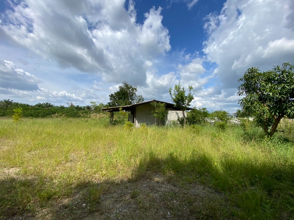 ที่ดิน หมอนนาง พนัสนิคม / (ขาย), Land Mon Nang Phanat Nikhom / (SALE) AA097