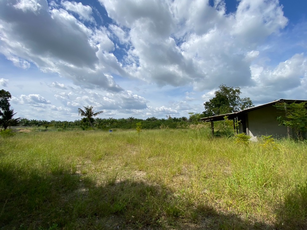 ที่ดิน หมอนนาง พนัสนิคม / (ขาย), Land Mon Nang Phanat Nikhom / (SALE) AA097