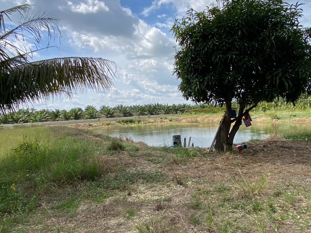 ที่ดิน หมอนนาง พนัสนิคม / (ขาย), Land Mon Nang Phanat Nikhom / (SALE) AA097