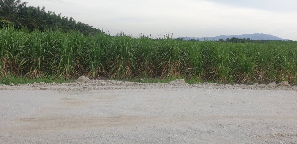 ที่ดิน หนองขยาด พนัสนิคม / (ขาย), Land Nong Khyat Phanat Nikhom / (SALE) AA133