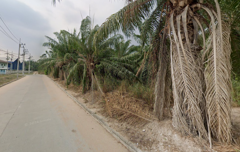 ที่ดิน หนองไผ่แก้ว บ้านบึง / (ขาย), Land Nong Phai Kaew Ban Bueng / (SALE) AA108