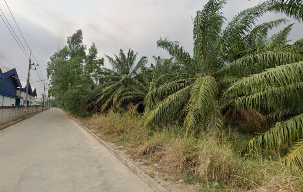 ที่ดิน หนองไผ่แก้ว บ้านบึง / (ขาย), Land Nong Phai Kaew Ban Bueng / (SALE) AA108