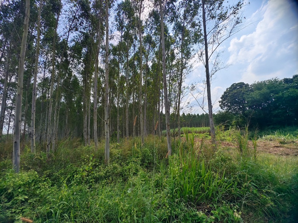 ที่ดิน หนองอิรุณ บ้านบึง / (ขาย), Land Nong Irun Ban Bueng / (SALE) AA139