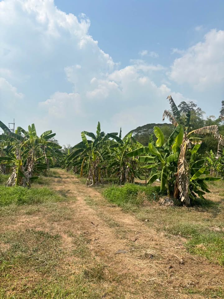 ที่ดิน หนองเสือช้าง หนองใหญ่ / (ขาย), Land Nong Suea Chang Nong Yai / (SALE) AA159