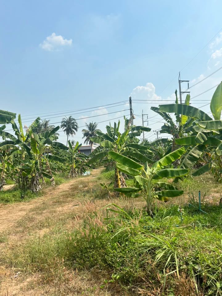 ที่ดิน หนองเสือช้าง หนองใหญ่ / (ขาย), Land Nong Suea Chang Nong Yai / (SALE) AA159