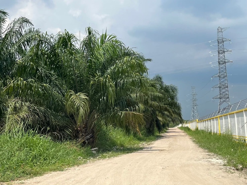 ที่ดิน ต.หนองไผ่แก้ว อ.บ้านบึง / (ขาย), Land Nong Phai Kaew Ban Bueng / (SALE) AA185