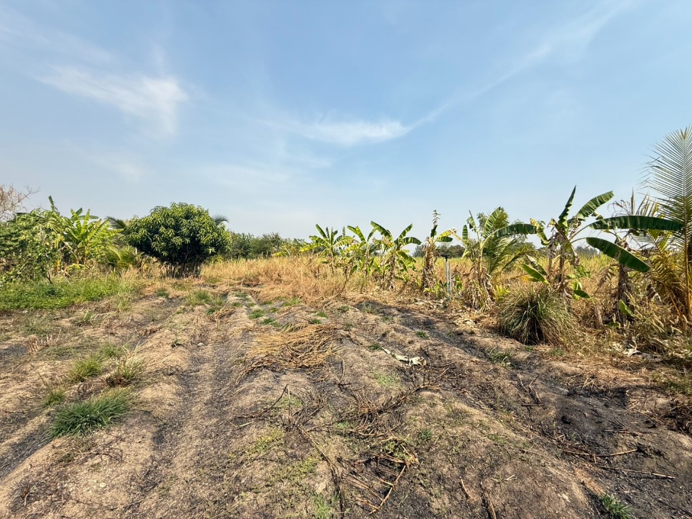 ที่ดิน ต.หนองบอนแดง อ.บ้านบึง / (ขาย), Land Nong Bon Daeng Ban Bueng / (SALE) AA203