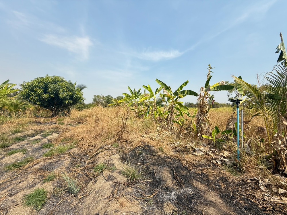 ที่ดิน ต.หนองบอนแดง อ.บ้านบึง / (ขาย), Land Nong Bon Daeng Ban Bueng / (SALE) AA203