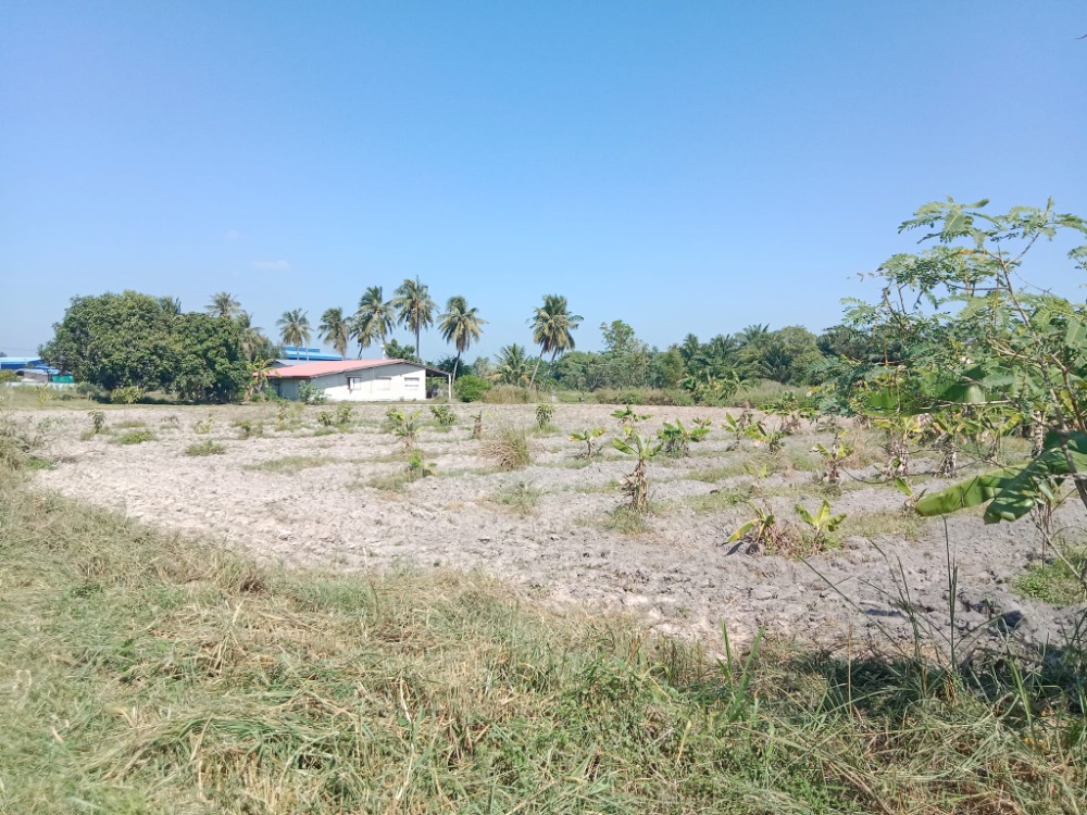 ที่ดิน ต.หนองบอนแดง อ.บ้านบึง / (ขาย), Land Nong Bon Daeng Ban Bueng / (SALE) AA241