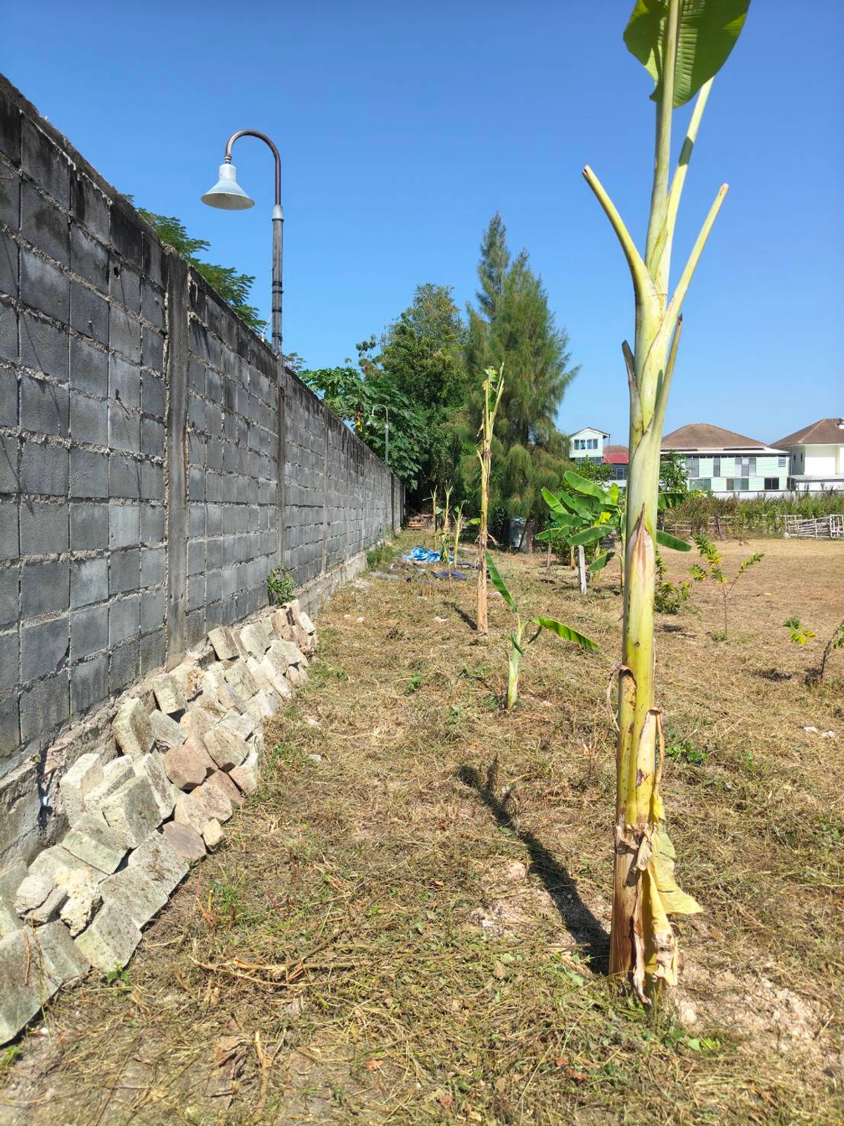 ที่ดินถนนชัยพฤกษ์ 3 / (ขาย), Land Chaiyaphruek 3 Road / (FOR SALE) AM002