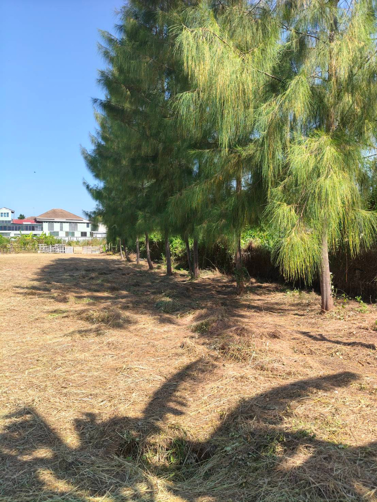 ใกล้หาดจอมเทียน เพียง 2 กม. 🌊 ที่ดิน ถนนชัยพฤกษ์ 3 / 283 ตารางวา (ขาย), Land Chaiyaphruek 3 Road / 283 Square Wa (FOR SALE) AM002