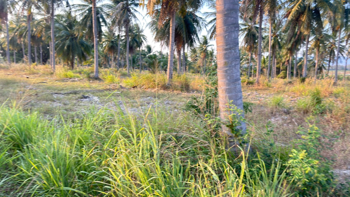 ที่ดิน 25 ไร่ เขาเขียว บางพระ ชลบุรี / (เช่า), Land 25 rai Khao Khiao Bang Phra Chonburi / (FOR RENT) YEAN092