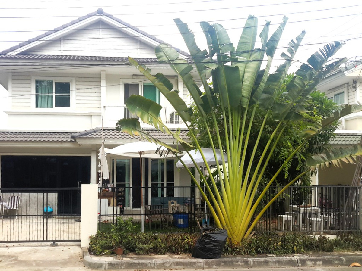 ชัยพฤกษ์ วัชรพล / 3 ห้องนอน (ขาย), Chaiyaphruek Watcharapol / 3 Bedrooms (FOR SALE) DIT004