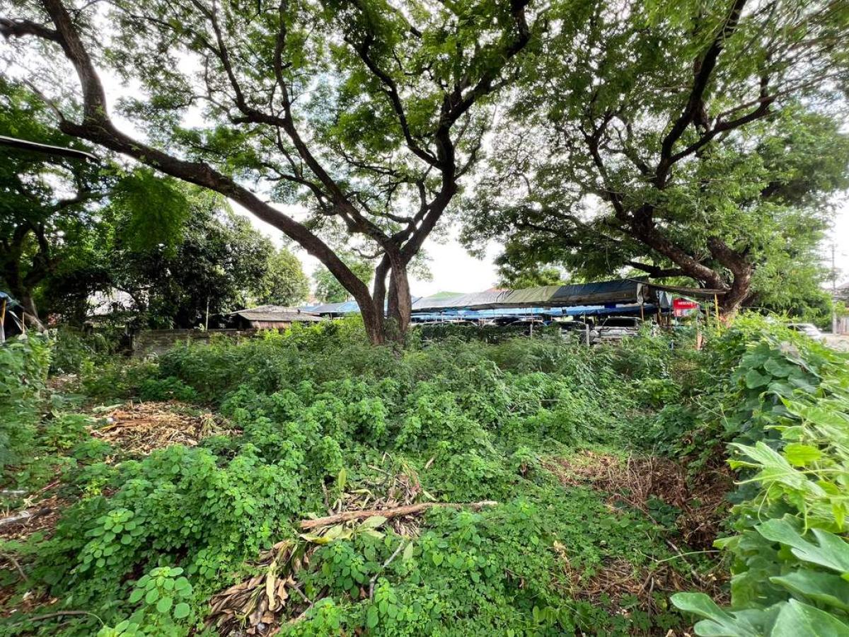 ที่ดิน แจ้งวัฒนะ 13 แยก 3 / 100 ตร.วา (ขาย), Land Chaengwattana 13 Yeak 3 / 100 Square Wa (FOR SALE) TPM427