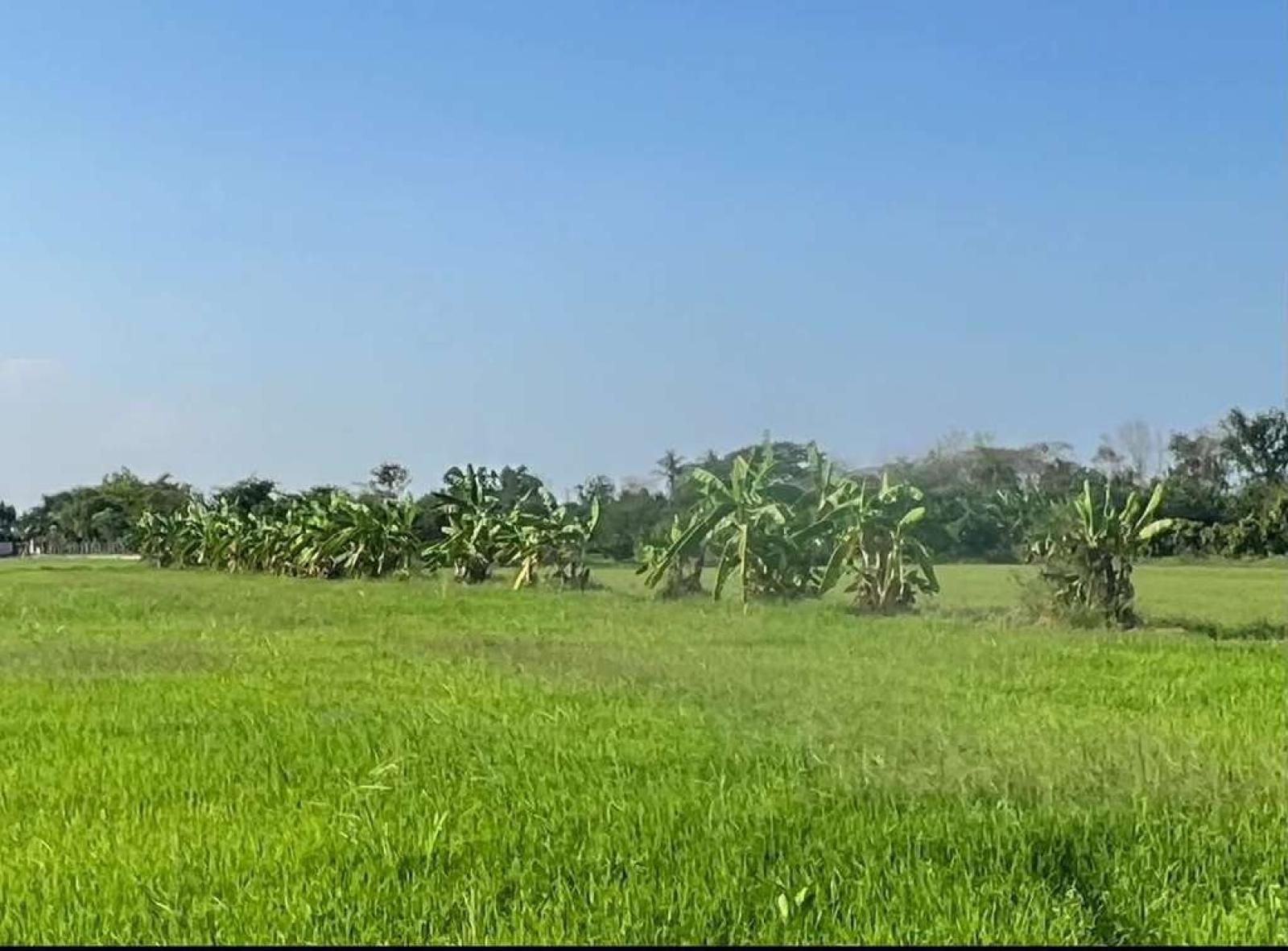 ที่ดิน ราชบุรี / 12 ไร่ 1 งาน 86 ตร.วา (ขาย), Land in Ratchaburi / 86 Square Wa (FOR SALE) EARK067