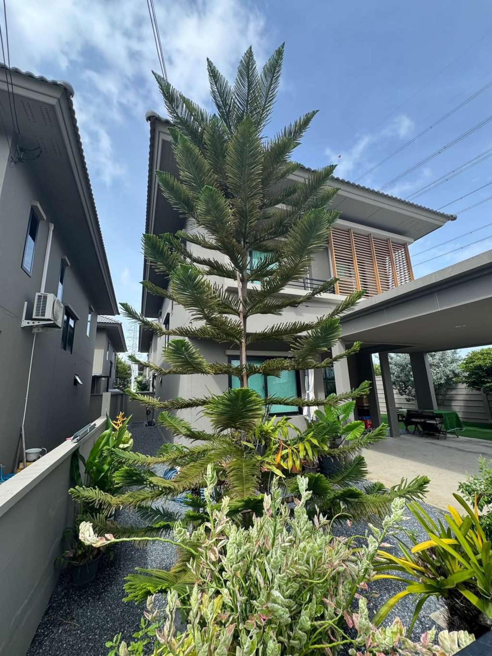 โคโม่ โบทานิก้า บางนา / 3 ห้องนอน (ให้เช่า), Como Botanica Bangna / 3 Bedrooms (FOR RENT) DA162